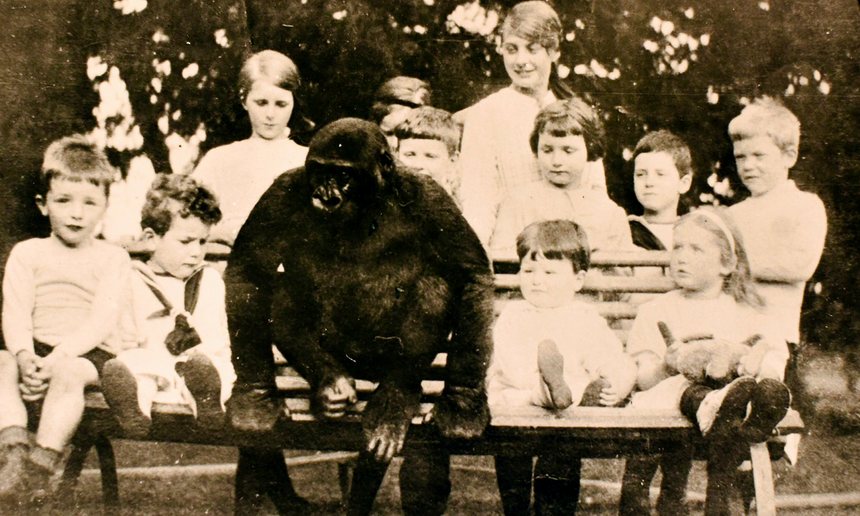La storia di John Daniel, il gorilla allevato come un bambino