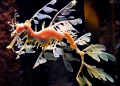 Dragone foglia sembra un pezzo di alga dai colori particolari