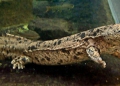 Salamandra gigante ha la dimensione di un uomo adulto.