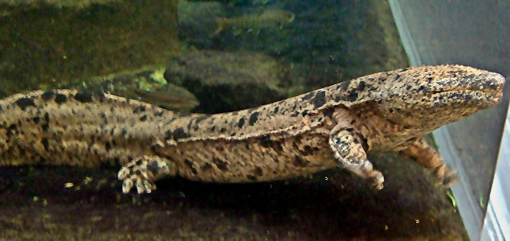 Salamandra gigante ha la dimensione di un uomo adulto.