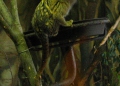 Uistitì pigmeo, una scimmia originaria della foresta pluviale del Brasile, della Colombia e del Perù