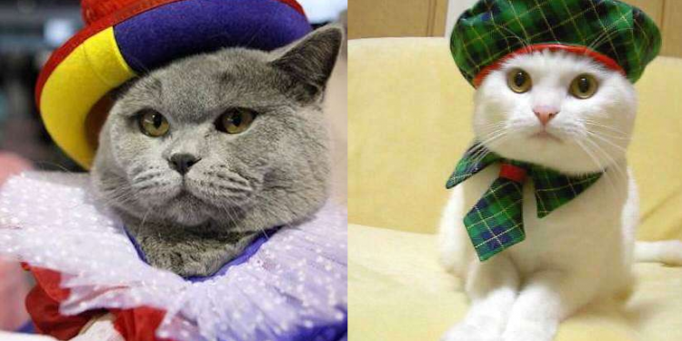 I più bei costumi di Carnevale per Gatti