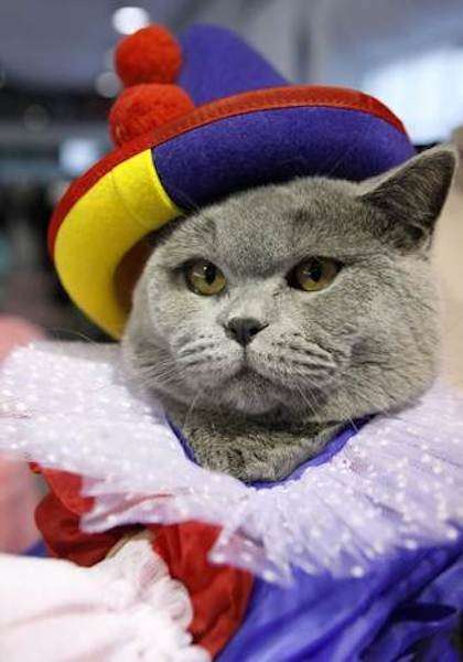 I più bei costumi di Carnevale per Gatti