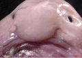 Pesce Blob, gelatinoso e dalla forma buffa