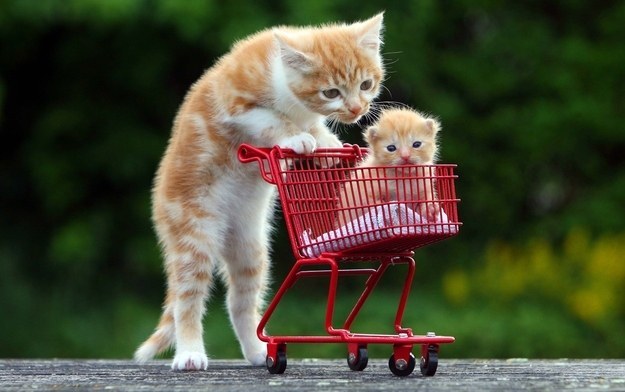 Foto Gatti: le 40 immagini più belle e divertenti di gatti