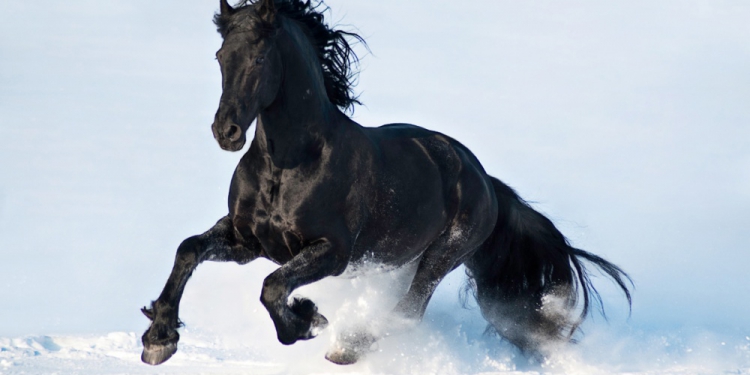 Foto del cavallo di razza Frisone