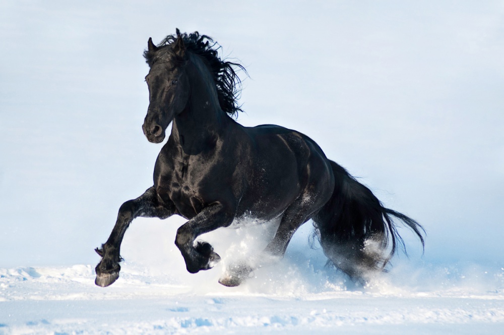 Foto del cavallo di razza Frisone