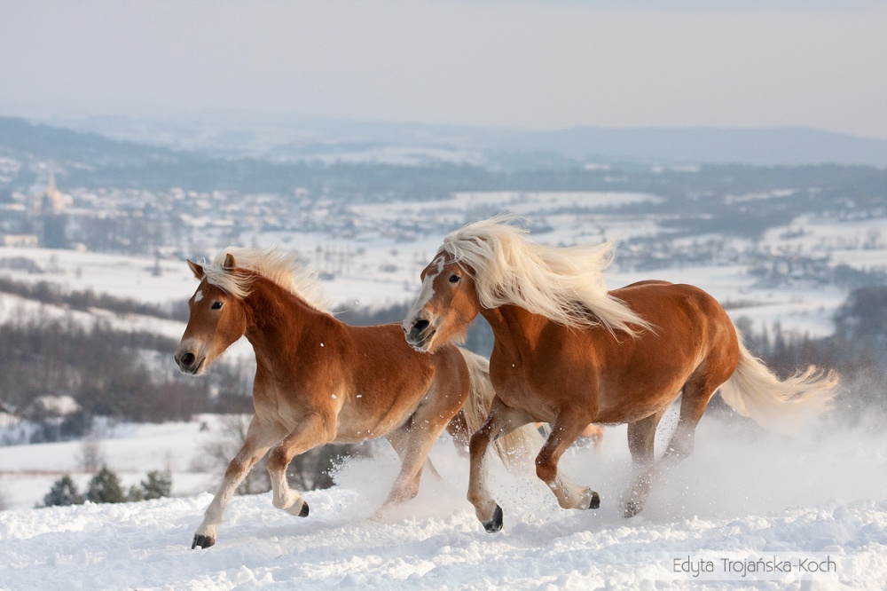 Foto dei cavalli più belli del mondo