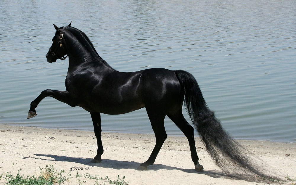 Cavallo di razza Purosangue Arabo
