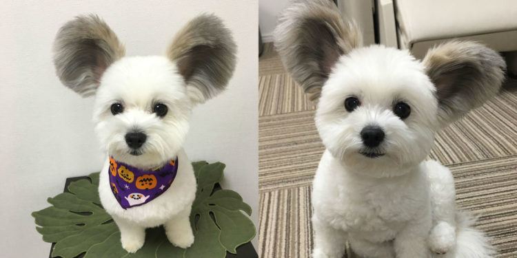 Tutti sull’Internet si stanno innamorando di questo cane con le orecchie come Topolino