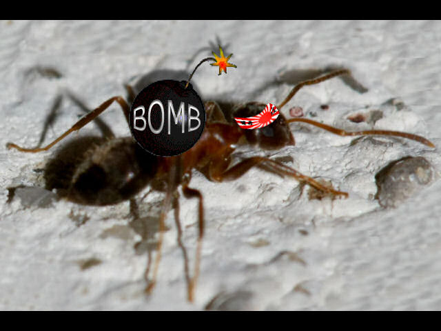 Scoperta la formica kamikaze: si fa esplodere per proteggere simili e colonia