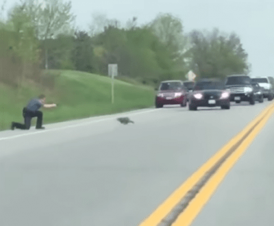 Un poliziotto spara ad una marmotta perchè intralcia il traffico [VIDEO]