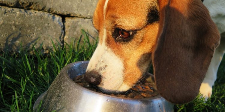 Sintomi e cura per le intolleranze alimentari dei cani