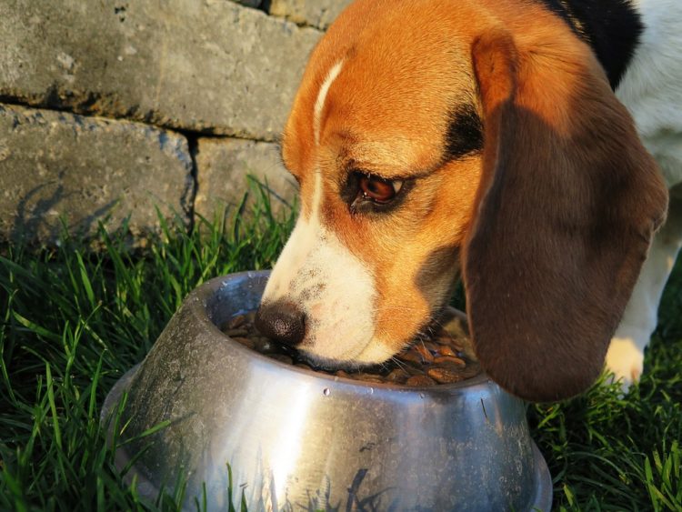 Sintomi e cura per le intolleranze alimentari dei cani