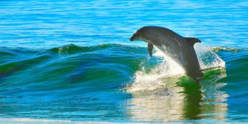 Il delfino in calore molesta i bagnanti, chiusa la spiaggia di Landévennec