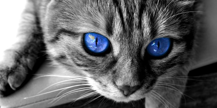 La reazione del gatto quando sparisce il suo amico umano diventa virale