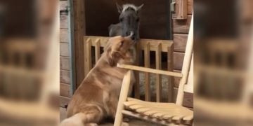 L'emozionante amicizia tra un Golden Retriever e un cavallo salvato da morte certa