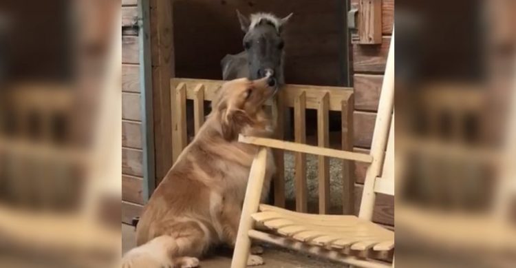 L'emozionante amicizia tra un Golden Retriever e un cavallo salvato da morte certa