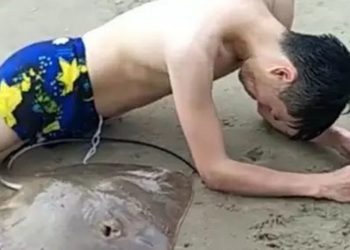Una manta gigante si è attaccata al pene di un ragazzo mentre nuotava in mare