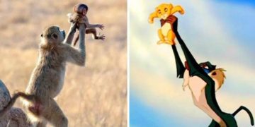 Una scimmia imita la scena del Re Leone, il cerchio della vita  e diventa virale