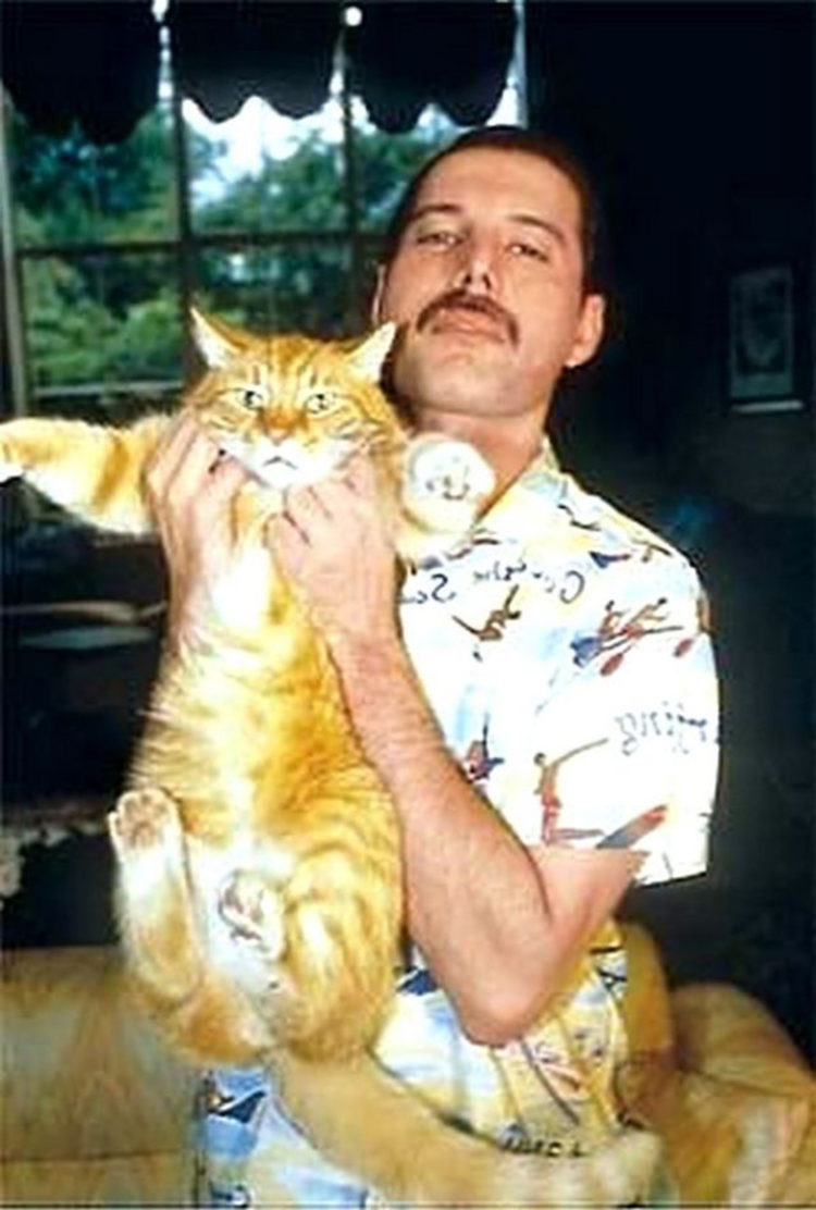L’amore di Freddie Mercury per i suoi gatti in Bohemian Rhapsody